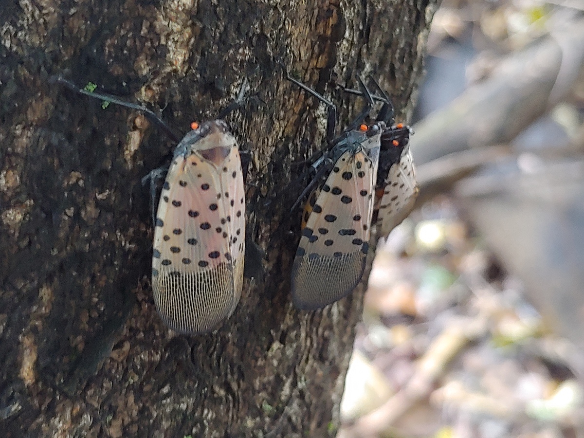 Spotted Lanternflies on tree